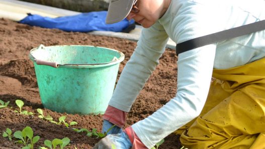 découvrez comment réussir votre reconversion vers le maraîchage et profitez d'une carrière enrichissante et durable. apprenez les techniques essentielles, les défis à relever et les opportunités à saisir dans ce secteur en pleine croissance.