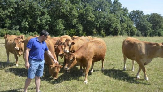 découvrez l'ag mutuelle bovine à pommerit-le-vicomte, votre partenaire de confiance pour la protection et la gestion de la santé de vos bovins dans la région.