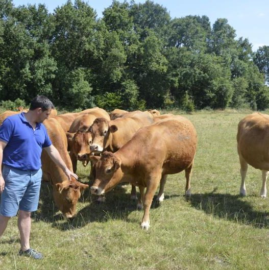 découvrez l'ag mutuelle bovine à pommerit-le-vicomte, votre partenaire de confiance pour la protection et la gestion de la santé de vos bovins dans la région.