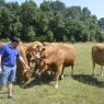 découvrez l'ag mutuelle bovine à pommerit-le-vicomte, votre partenaire de confiance pour la protection et la gestion de la santé de vos bovins dans la région.